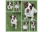 Adopt Watson CFS# 240014314 a English Pointer