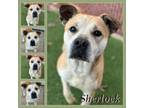 Adopt Sherlock CFS# 240014314 a Pit Bull Terrier, Cattle Dog