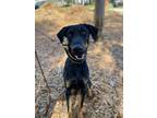 Adopt Vader a Doberman Pinscher, Mixed Breed