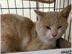 Adopt Nanner Pudding a Domestic Short Hair