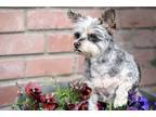 Adopt Max a Miniature Schnauzer