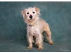 Adopt Terry a West Highland White Terrier / Westie, Cairn Terrier