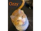 Adopt Ozzy a Domestic Short Hair