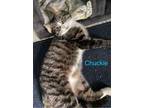 Adopt Chuckie a Domestic Short Hair