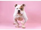 Adopt Bart a Pit Bull Terrier, Basset Hound