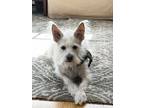 Adopt Buster a Terrier, West Highland White Terrier / Westie