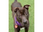 Adopt Giles 5 a Pit Bull Terrier, Mixed Breed