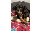 Adopt River a Rottweiler