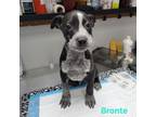 Adopt Bronte a Australian Cattle Dog / Blue Heeler, Pit Bull Terrier