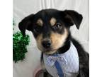 Adopt Tom Haverford a Labrador Retriever, Husky