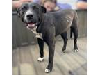 Adopt Tristan a Terrier, Black Labrador Retriever