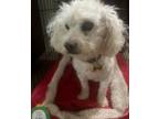 Adopt Sleeper a Bichon Frise