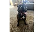 Adopt Butterball (Clyde) a Pit Bull Terrier