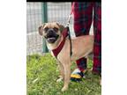 Adopt Monkey a Pug