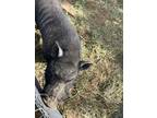 Adopt Winston a Pig