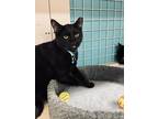 Adopt Bradley Buick a Domestic Short Hair