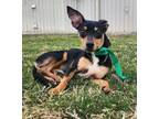 Adopt Jack Jack a Miniature Pinscher