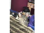 Adopt Brother and Sister Duo a Domestic Short Hair