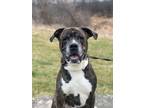 Adopt Bubba a Mastiff