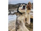 Adopt Blues a Alaskan Malamute, Husky