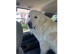 Adopt Howie a Great Pyrenees