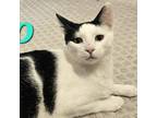 Adopt Domino a Domestic Short Hair