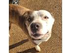 Adopt Chance a Pit Bull Terrier