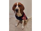 Adopt Rider a Beagle