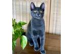 Adopt Purrito (Russian Blue mix) a Russian Blue