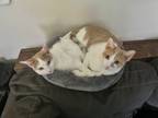 Adopt Billy & Timmy - Bonded Brothers a Domestic Short Hair