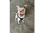 Adopt Bones a Boxer, Pit Bull Terrier