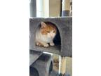 Adopt Mojo a American Shorthair