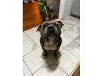 Adopt Chavo a American Bully