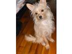 Adopt Max a Yorkshire Terrier