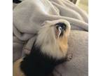 Adopt Cookie a Guinea Pig