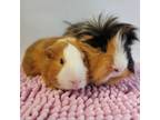 Adopt Ren a Guinea Pig