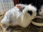 Adopt Slash a Angora Rabbit