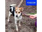 Adopt Roscoe a Terrier