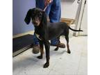 Adopt Booker a Black and Tan Coonhound