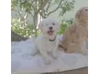 Adopt Wiley a Maltipoo