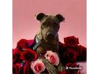 Adopt Brody a Dutch Shepherd, Mixed Breed