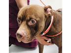 Adopt Polo a Pit Bull Terrier