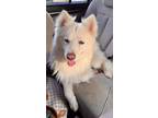 Adopt Flooofs a American Eskimo Dog