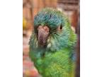 Adopt Killi a Parrot (Other)