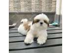 adorable shihtzu puppies for re homing