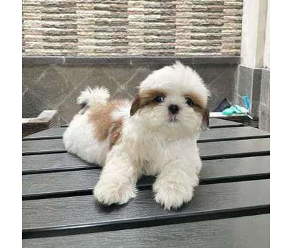 adorable shihtzu puppies for re homing is a Shih-Tzu Puppy in Decatur GA