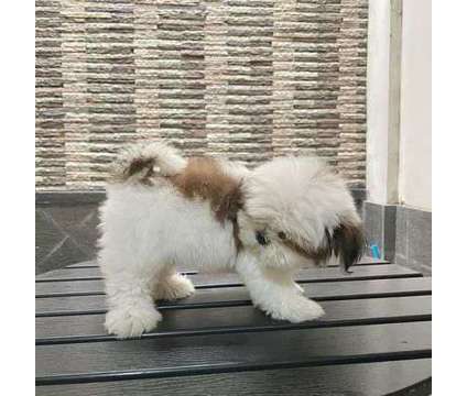 adorable shihtzu puppies for re homing is a Shih-Tzu Puppy in Decatur GA