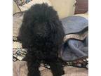 Poodle (Toy) Puppy for sale in Warrenton, MO, USA