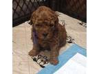 Poodle (Toy) Puppy for sale in Tamarac, FL, USA