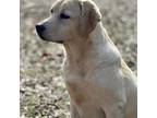 Labrador Retriever Puppy for sale in Lovelady, TX, USA